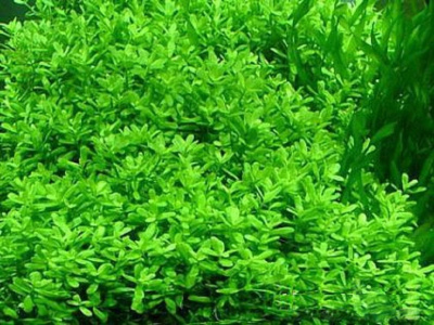 Хедиотис Зальцмана (меристемное растение), d 6,5 см